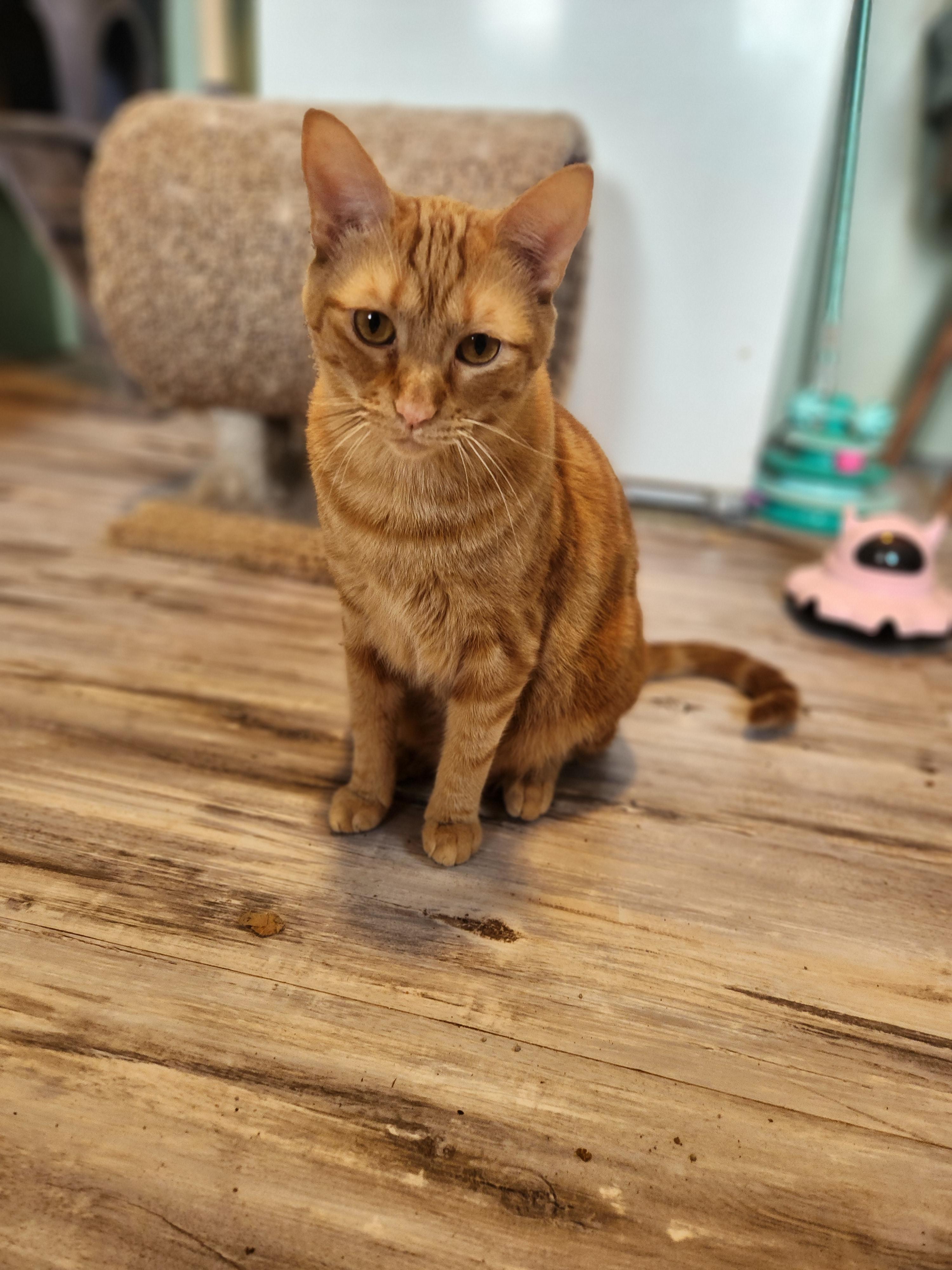 Enlarge Tigger, a Adoptable Domestic Short Hair in Springtown, TX image 2/2