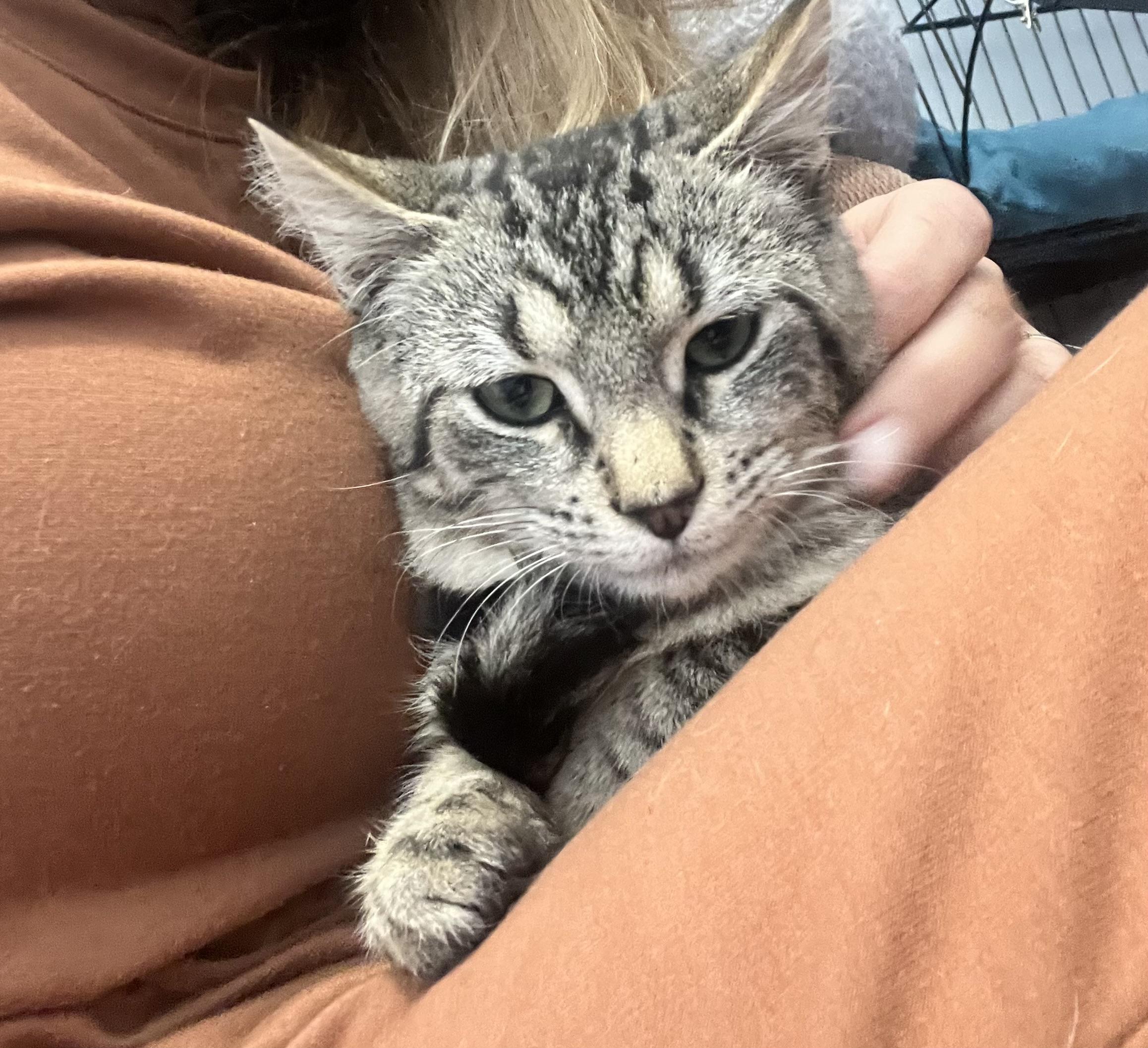 Rex, Adoptable, Kitten Male Domestic Medium Hair & Tabby.