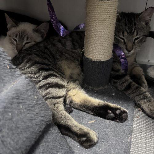 Rex, Adoptable, Kitten Male Domestic Medium Hair & Tabby.