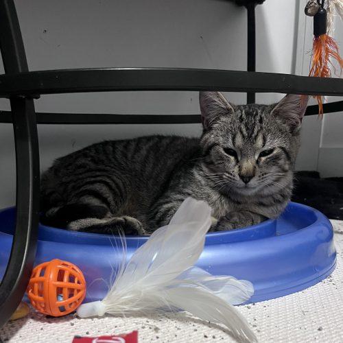 Enlarge Rex, a Adoptable mixed breed in Paulina, LA image 2/4