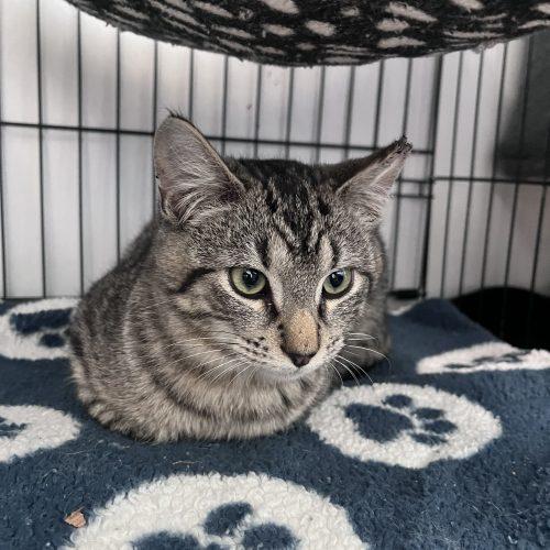 Enlarge Rex, a Adoptable mixed breed in Paulina, LA image 4/4