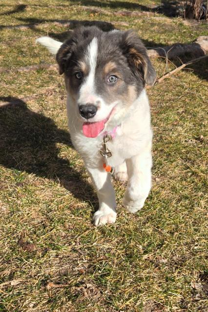 Skye, Adoptable, Puppy Female Great Pyrenees & Border Collie.