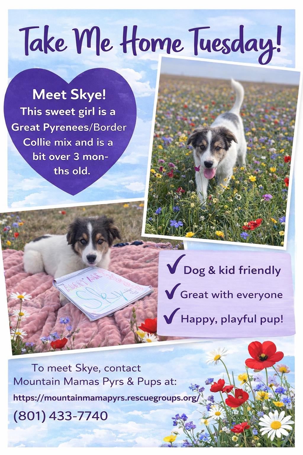 Skye, a Adoptable mixed breed in Midway, UT image 2/3