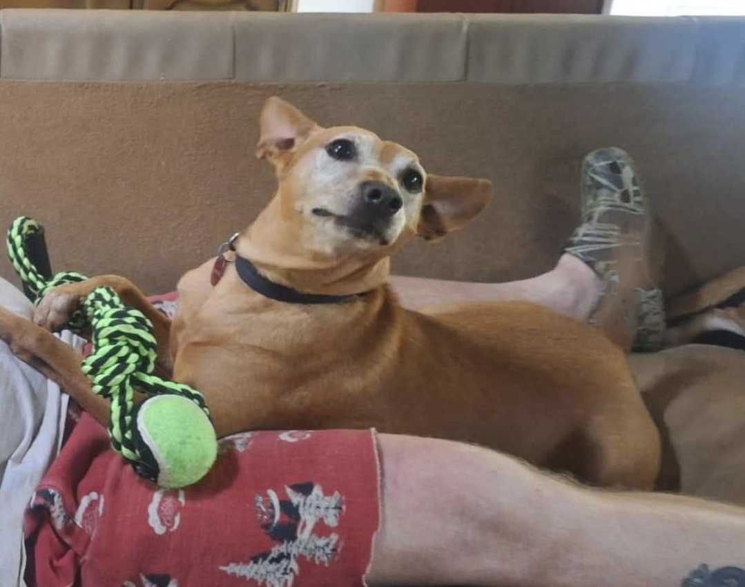 Prince, a Adoptable Miniature Pinscher in CAPE MAY, NJ image 2/6