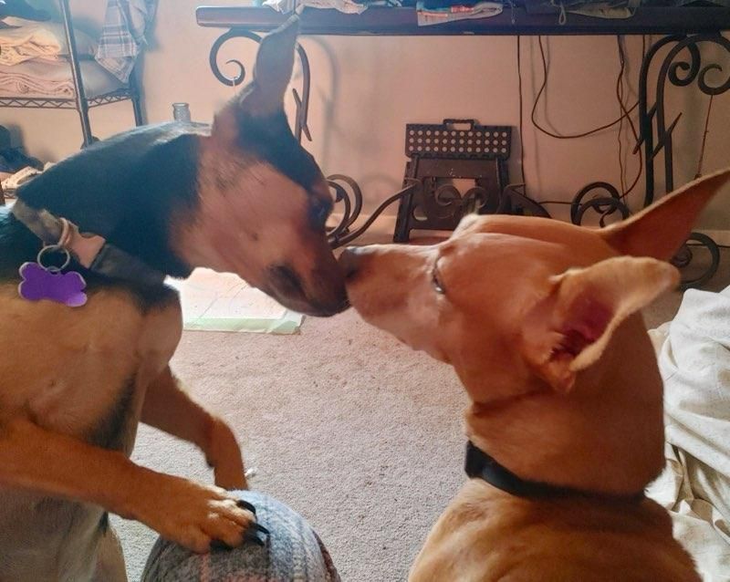 Prince, a Adoptable Miniature Pinscher in CAPE MAY, NJ image 4/6