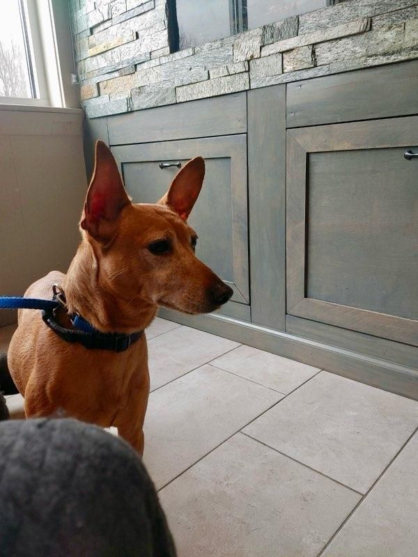 Prince, a Adoptable Miniature Pinscher in CAPE MAY, NJ image 5/6