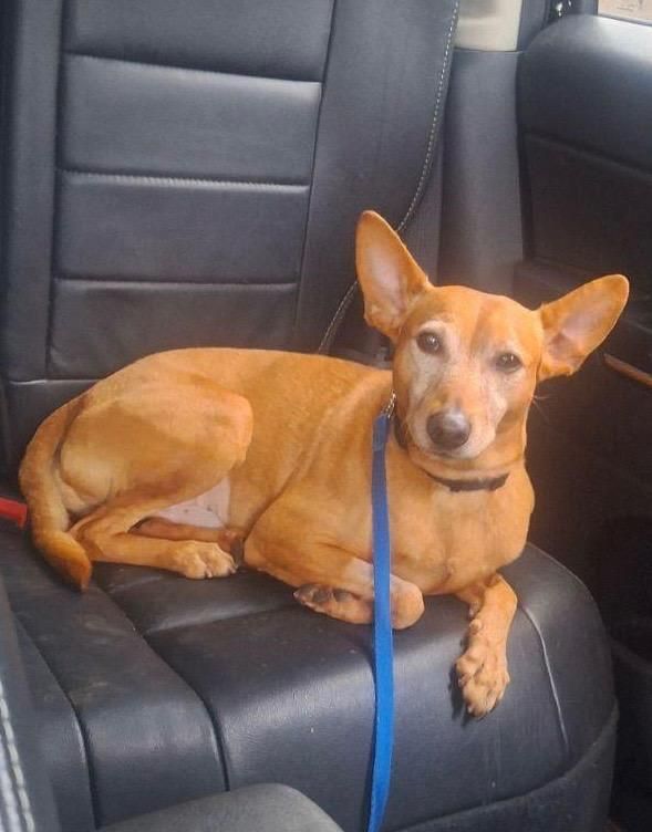 Prince, a Adoptable Miniature Pinscher in CAPE MAY, NJ image 6/6