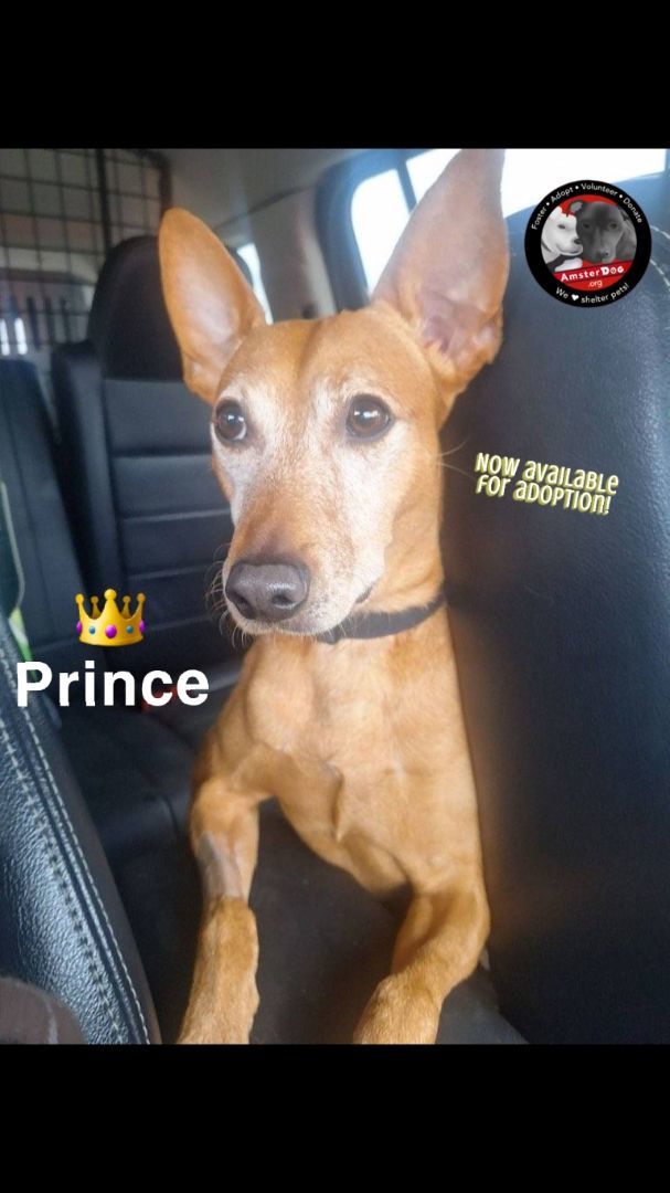 Prince, a Adoptable Miniature Pinscher in CAPE MAY, NJ image 3/6