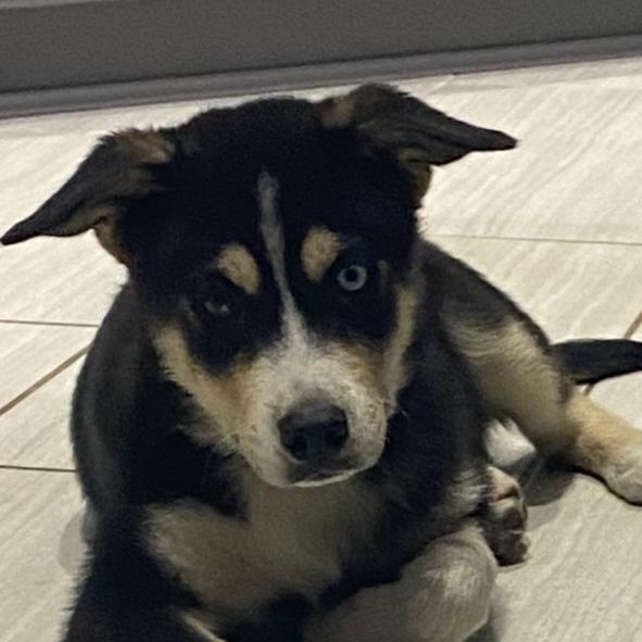 Enlarge Luna, a Adopted mixed breed in Molalla, OR image 1/5