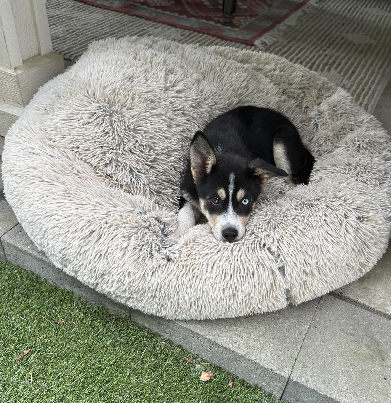 Enlarge Luna, a Adopted mixed breed in Molalla, OR image 3/5