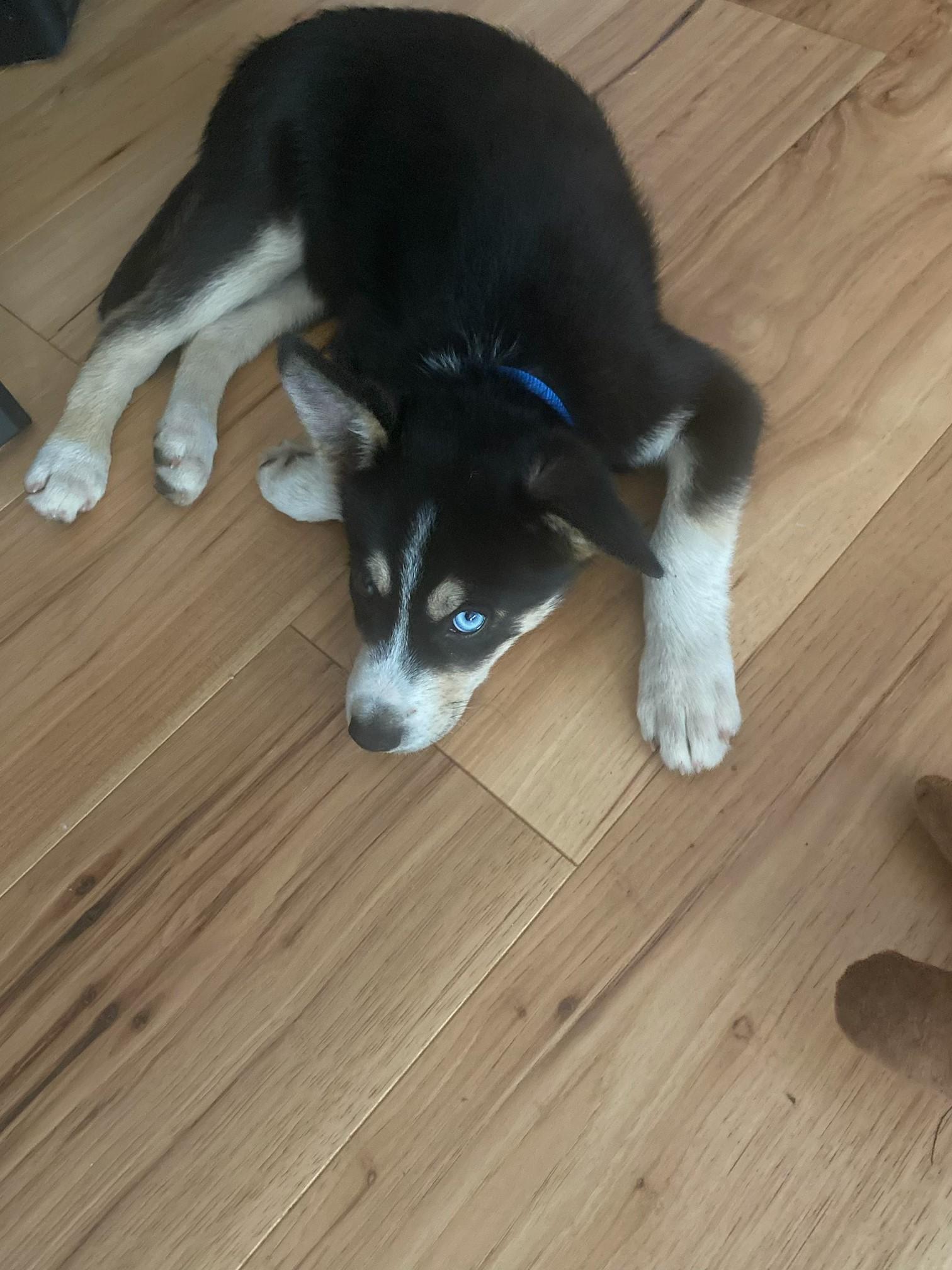 Enlarge Luna, a Adopted mixed breed in Molalla, OR image 2/5