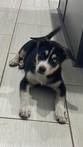 Enlarge Luna, a Adopted mixed breed in Molalla, OR image 5/5