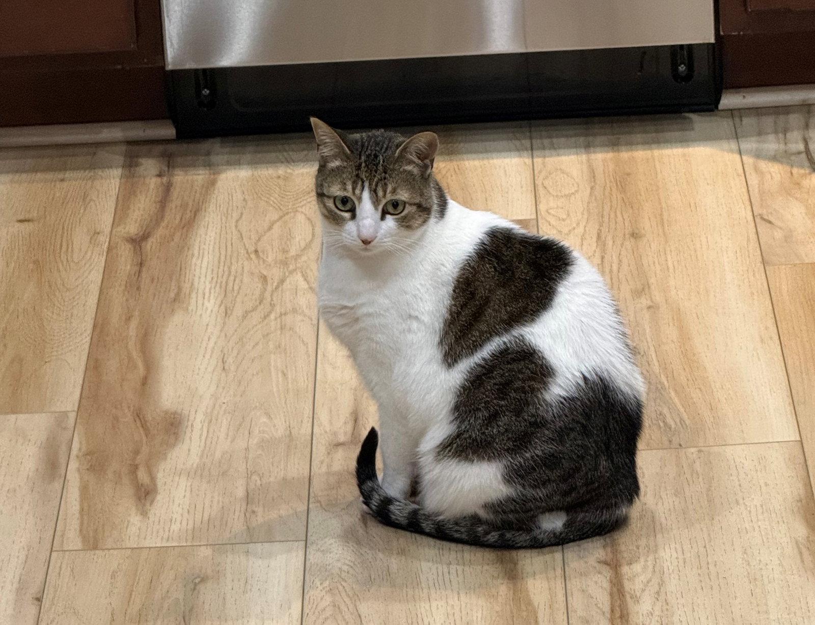 TRICKY #1855 - Offered by Owner - Lap Warmer!!, Adoptable, Adult Female Tabby & Calico.