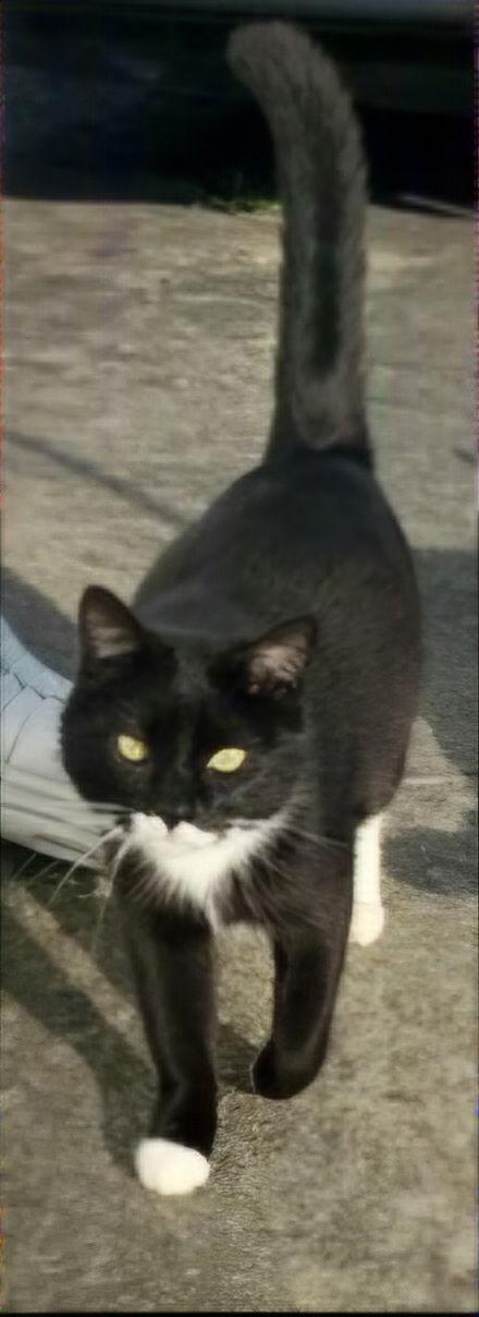 Enlarge MAEVE, a Adoptable Domestic Short Hair in Franklin, TN image 1/3