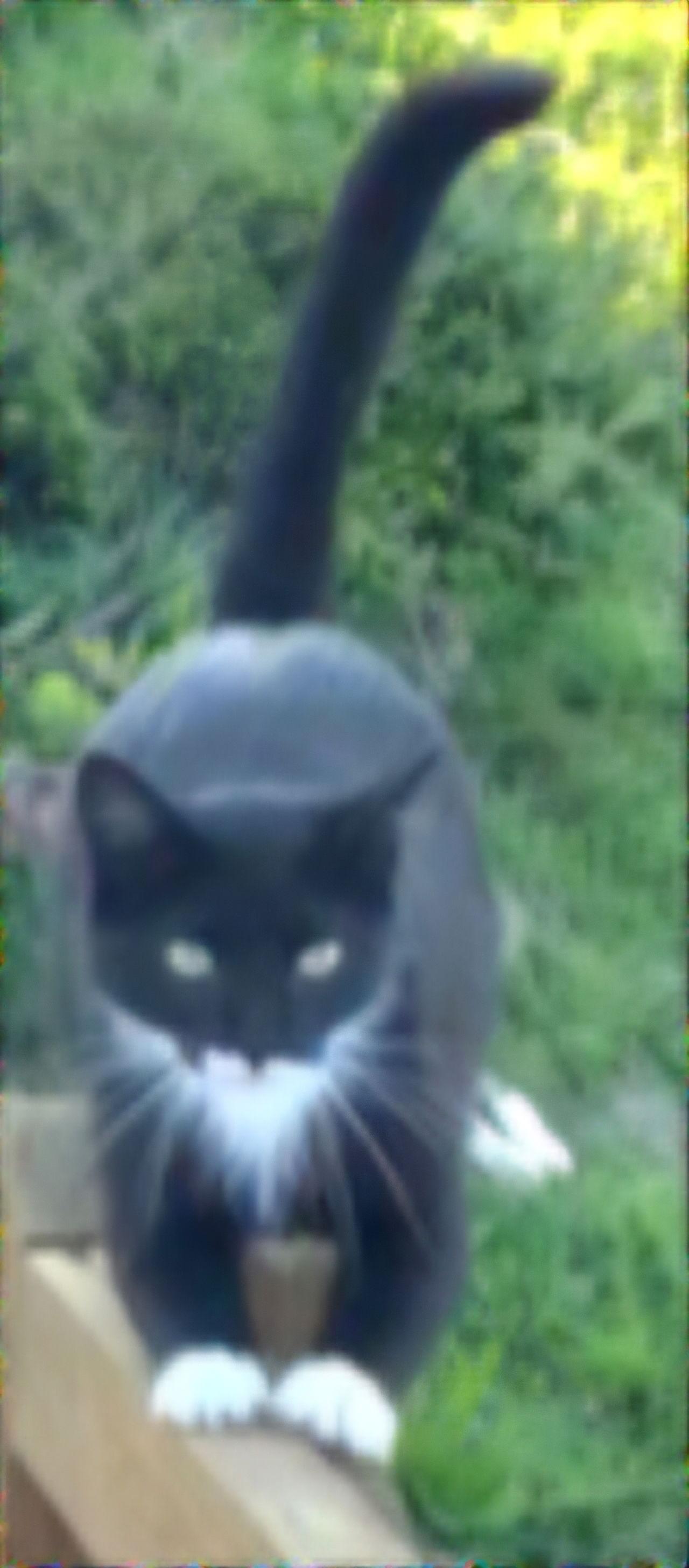 Enlarge MAEVE, a Adoptable Domestic Short Hair in Franklin, TN image 2/3