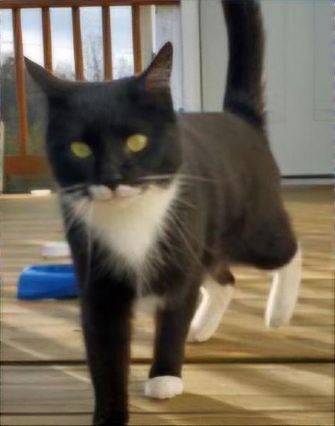 Enlarge MAEVE, a Adoptable Domestic Short Hair in Franklin, TN image 3/3