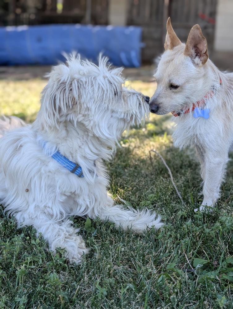 Enlarge Marshmallow, a Adoptable mixed breed in Roseville, CA image 2/6