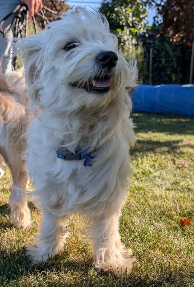 Enlarge Marshmallow, a Adoptable mixed breed in Roseville, CA image 4/6