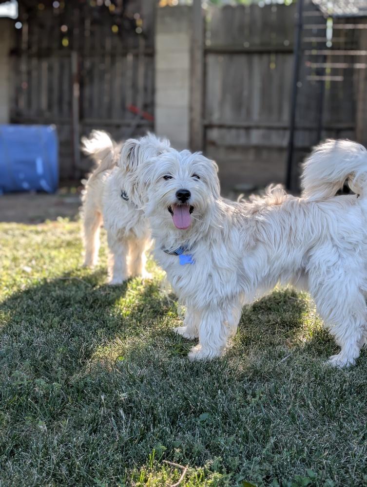 Enlarge Marshmallow, a Adoptable mixed breed in Roseville, CA image 6/6