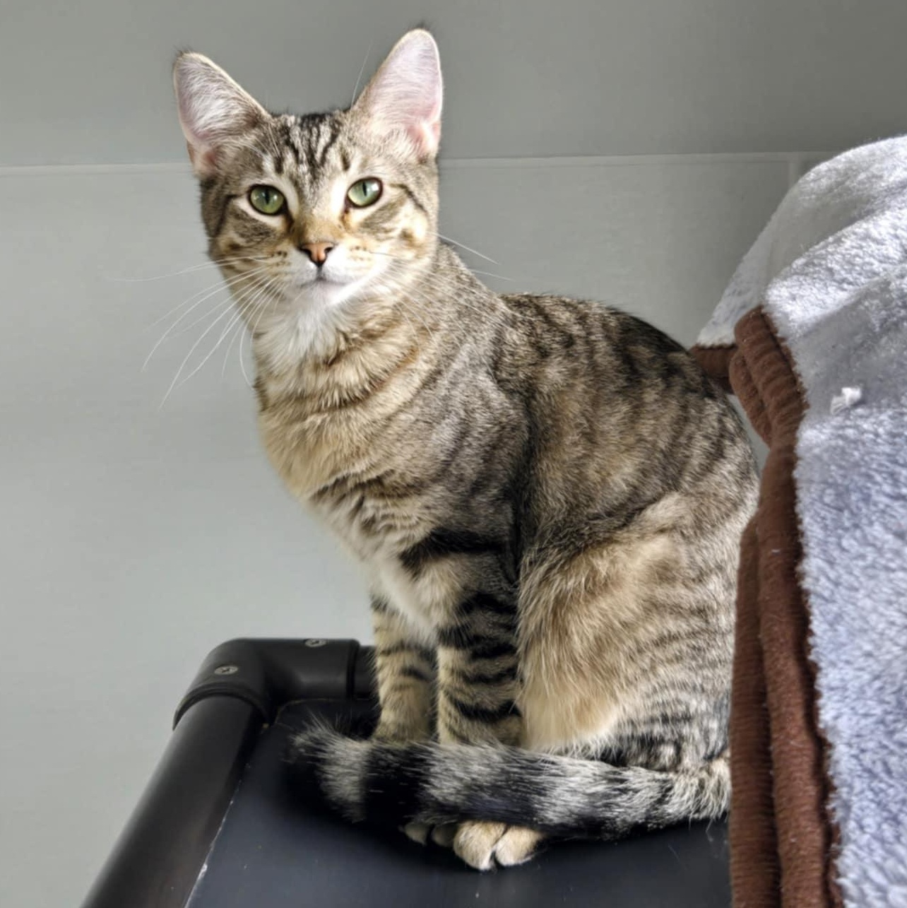 Raia, an adoptable Domestic Short Hair in Watertown, WI, 53094 | Photo Image 2