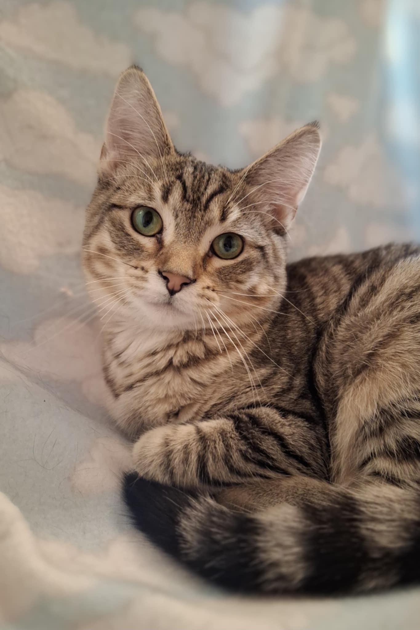 Raia, an adoptable Domestic Short Hair in Watertown, WI, 53094 | Photo Image 3