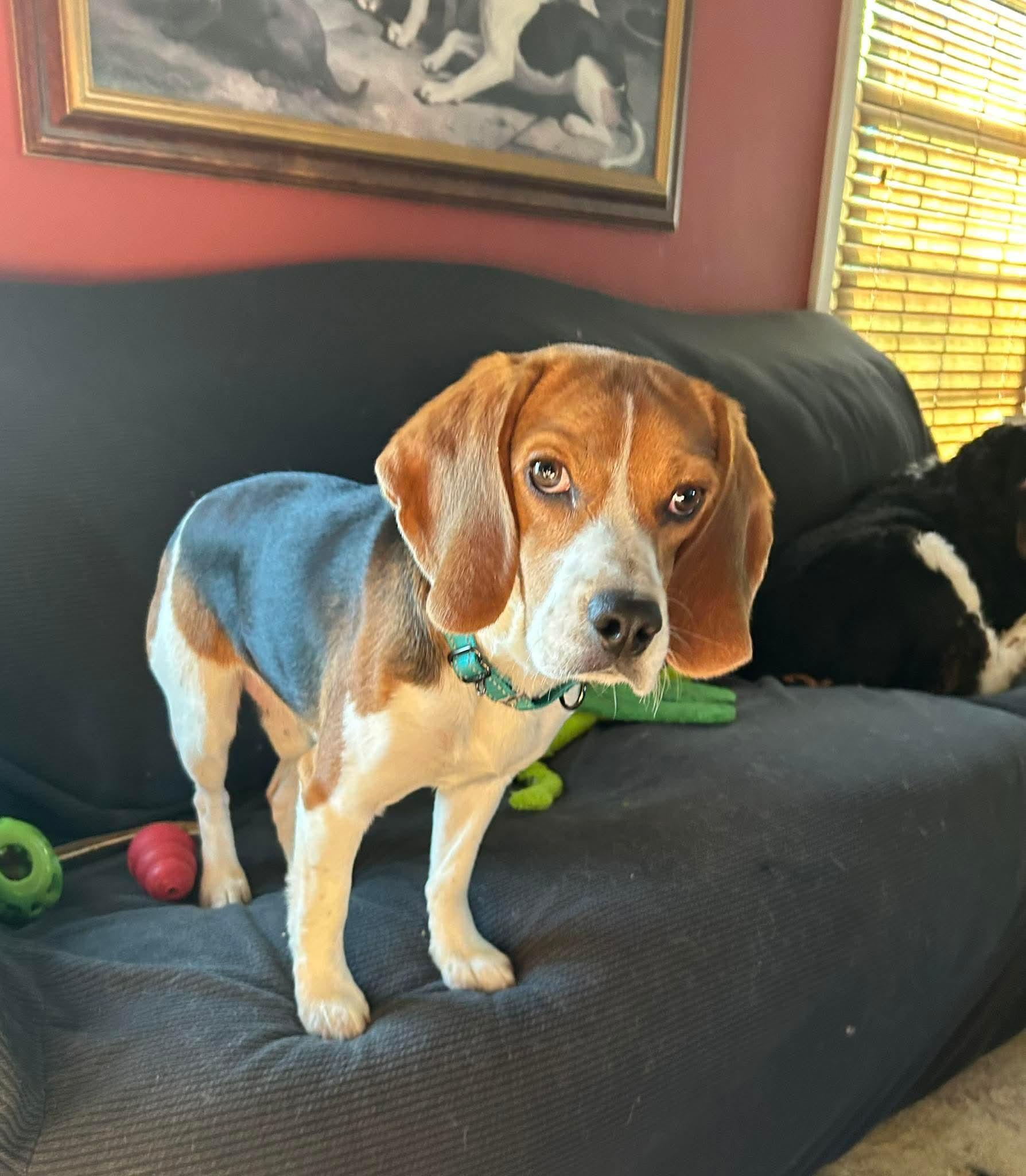 Milo, Adoptable, Young Male Beagle.