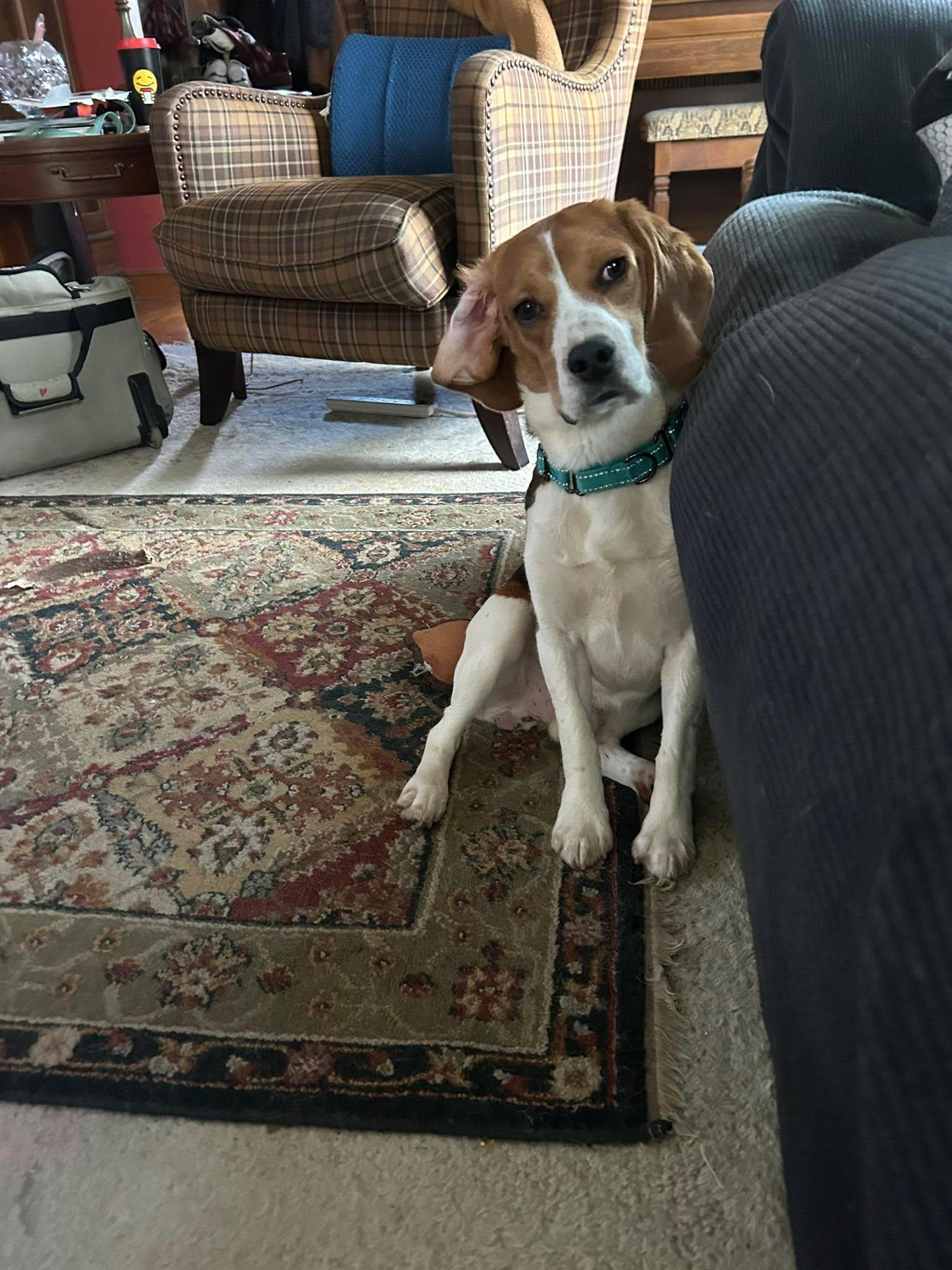 Enlarge Milo, a Adoptable Beagle in Little Chute, WI image 2/6