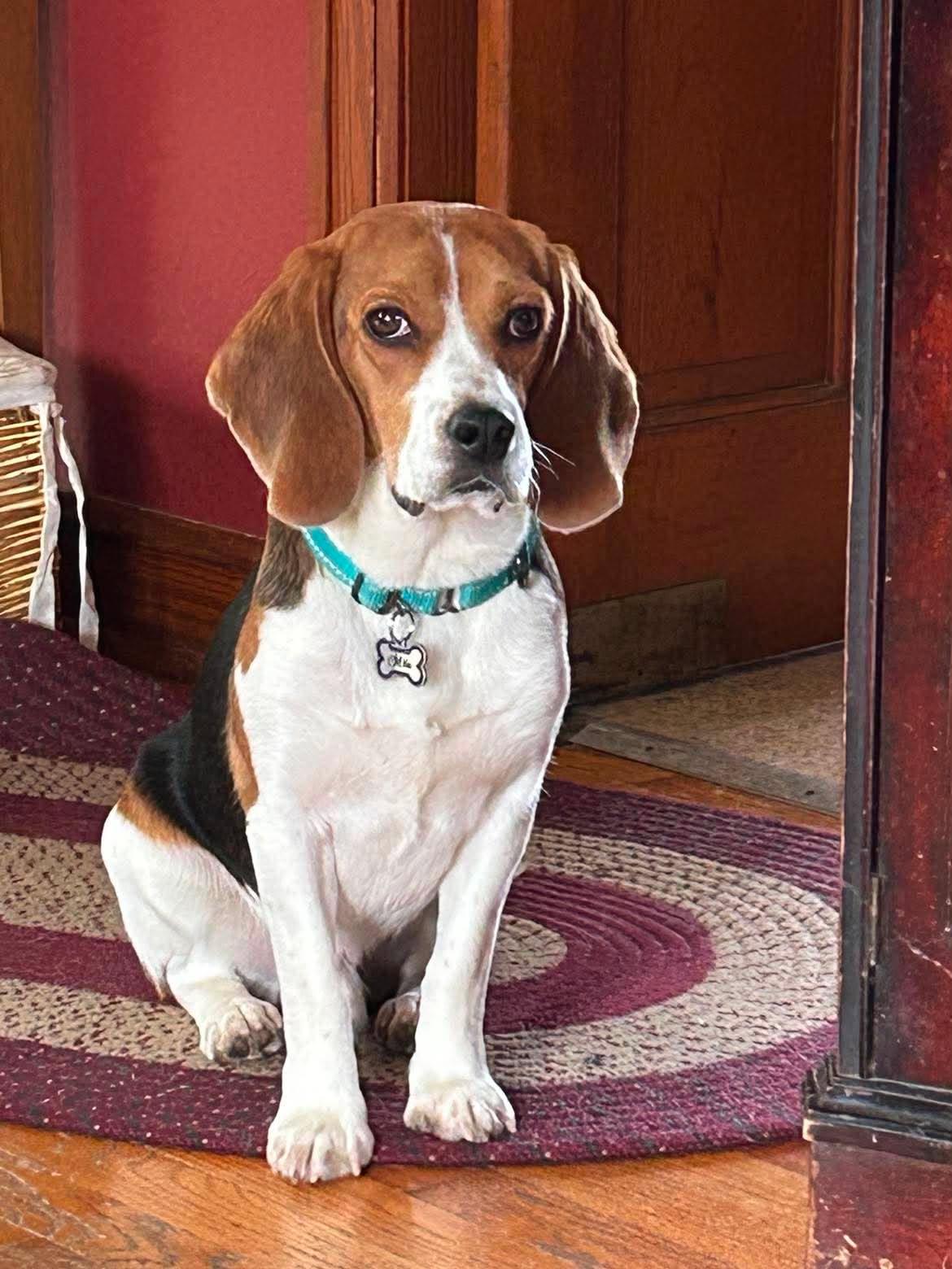 Enlarge Milo, a Adoptable Beagle in Little Chute, WI image 3/6