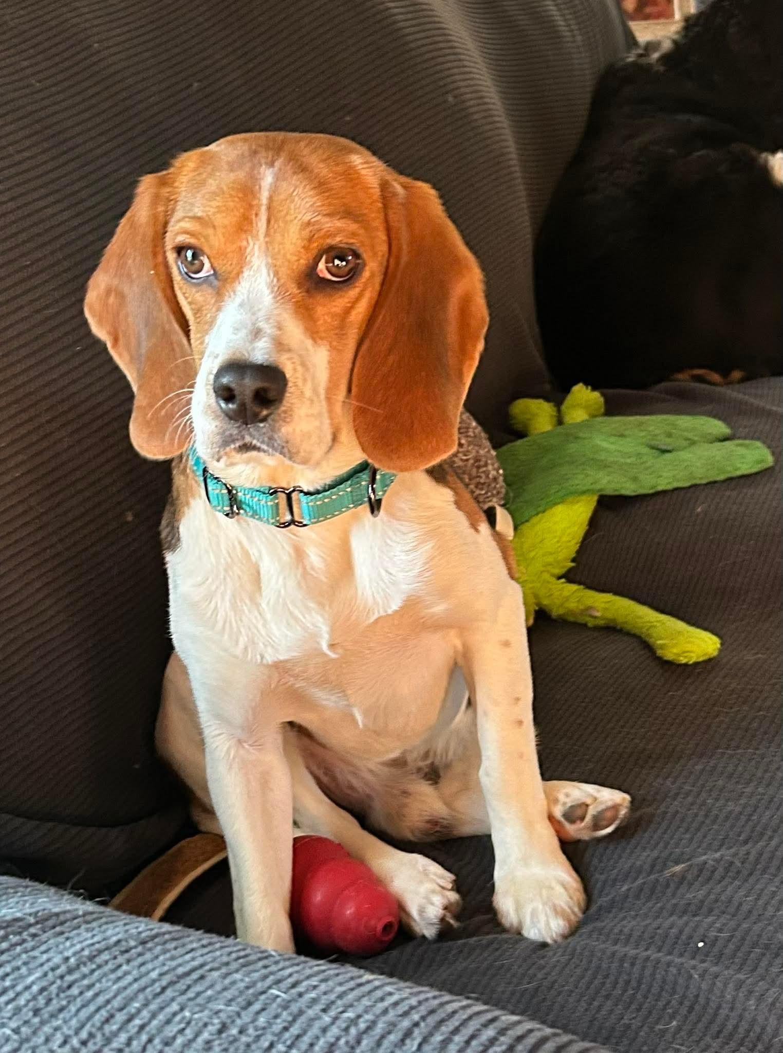 Enlarge Milo, a Adoptable Beagle in Little Chute, WI image 4/6