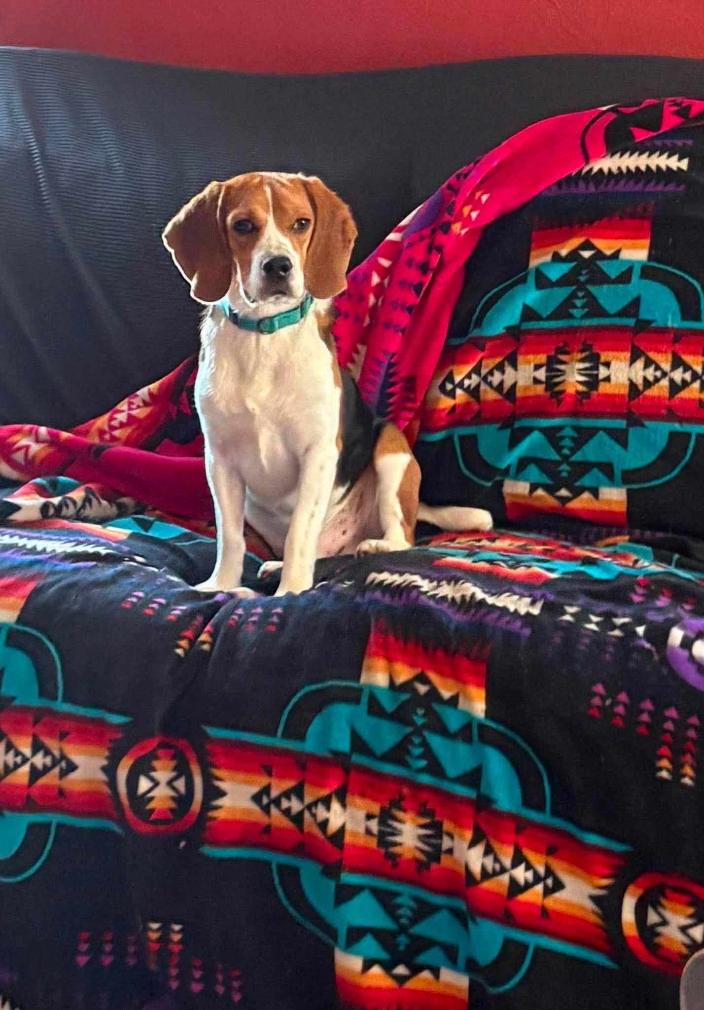 Enlarge Milo, a Adoptable Beagle in Little Chute, WI image 5/6