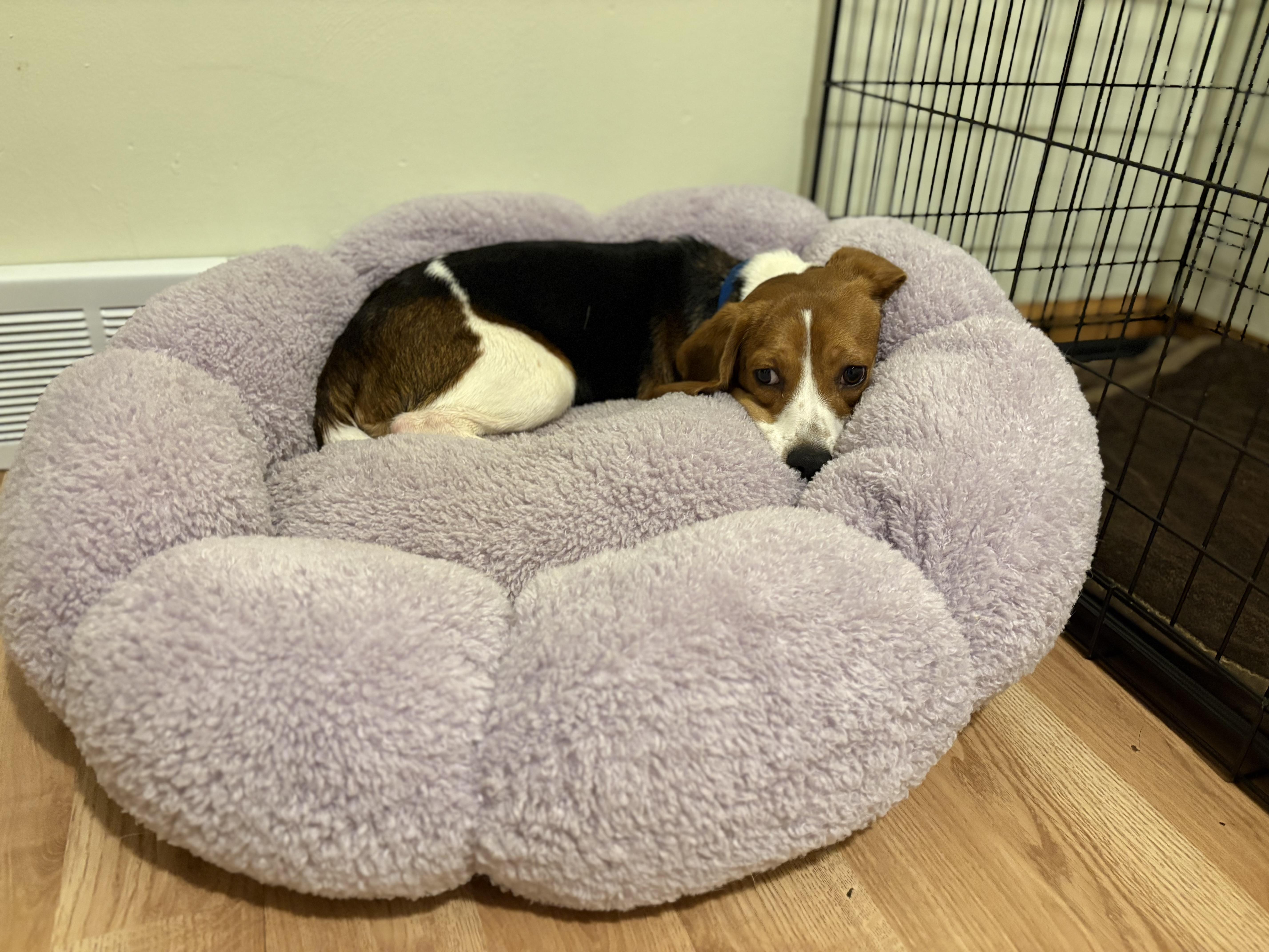 Enlarge Milo, a Adoptable Beagle in Little Chute, WI image 6/6