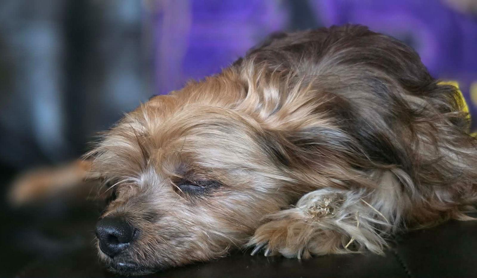 Enlarge YaYa, a Adoptable Yorkshire Terrier in Ceres, VA image 2/3