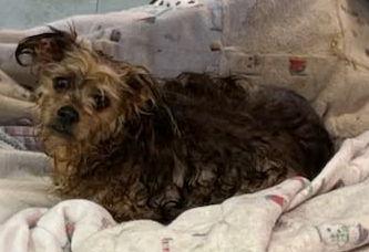 Enlarge YaYa, a Adoptable Yorkshire Terrier in Ceres, VA image 3/3