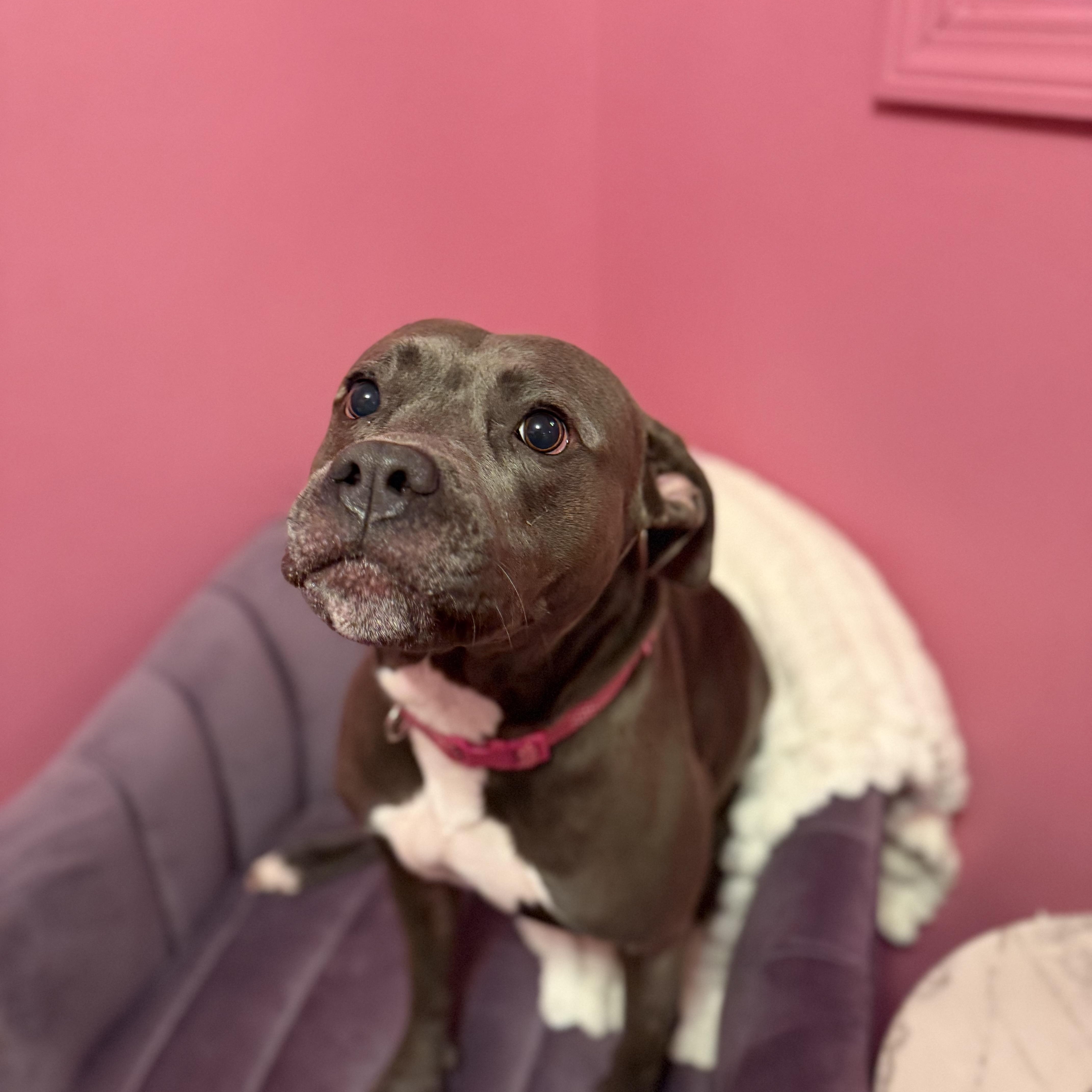 Enlarge Hope, a Adoptable mixed breed in Cumberland, RI image 5/6