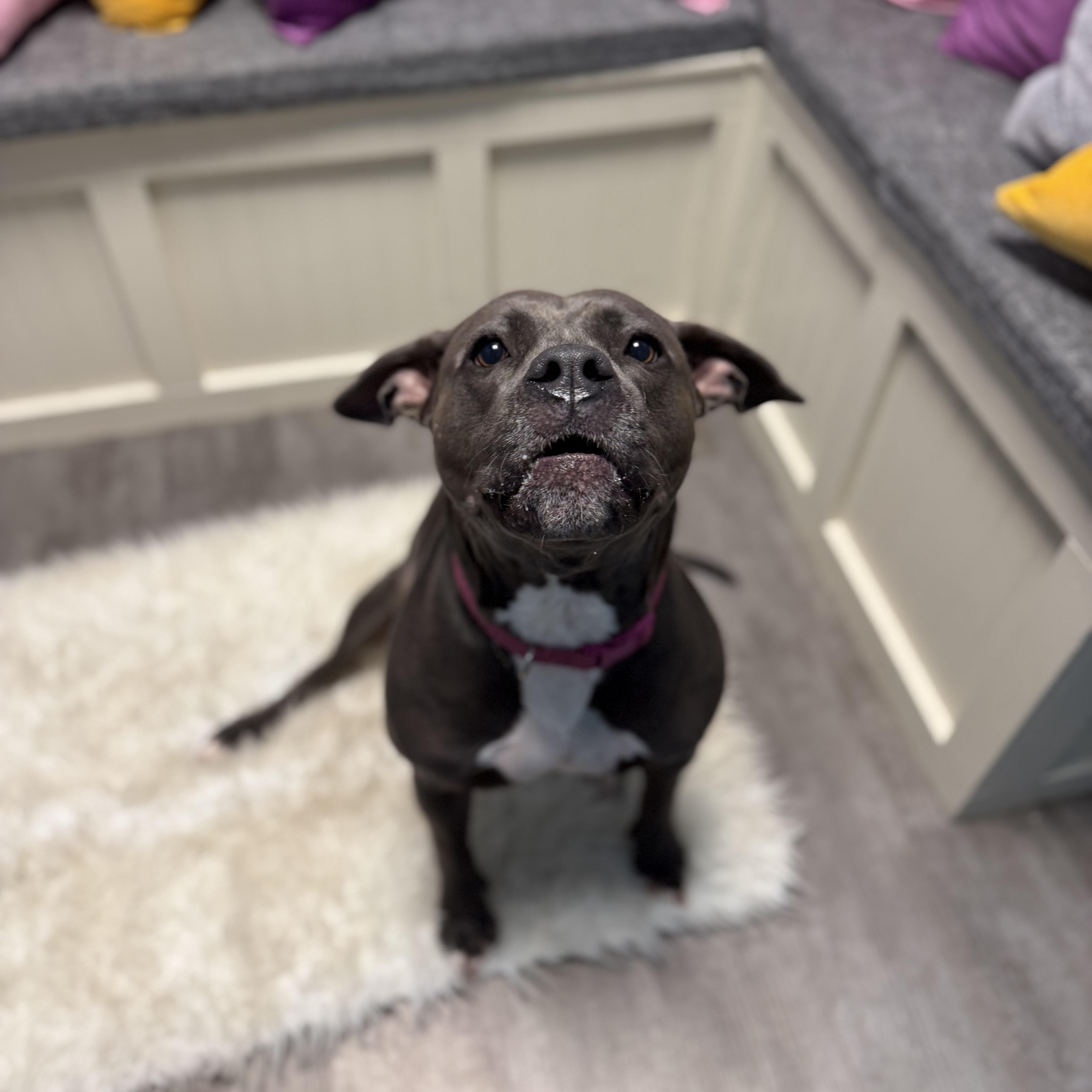 Enlarge Hope, a Adoptable mixed breed in Cumberland, RI image 3/6