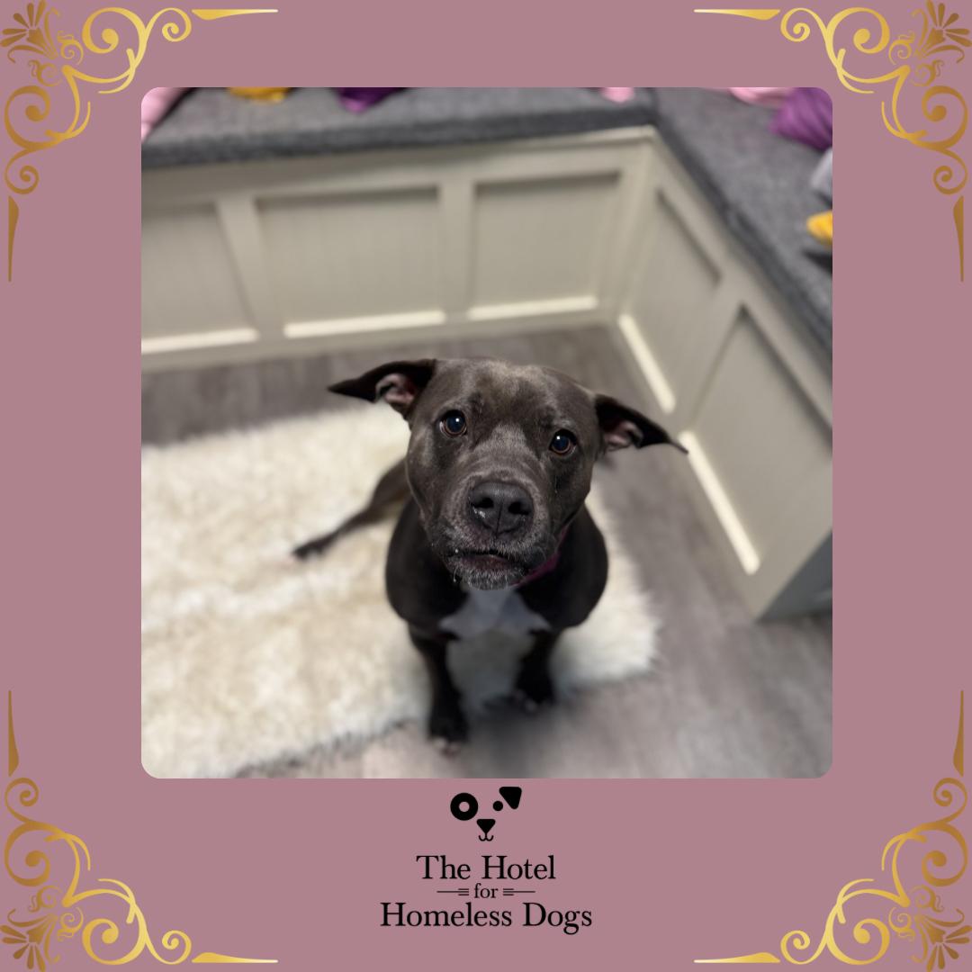 Enlarge Hope, a Adoptable mixed breed in Cumberland, RI image 1/6