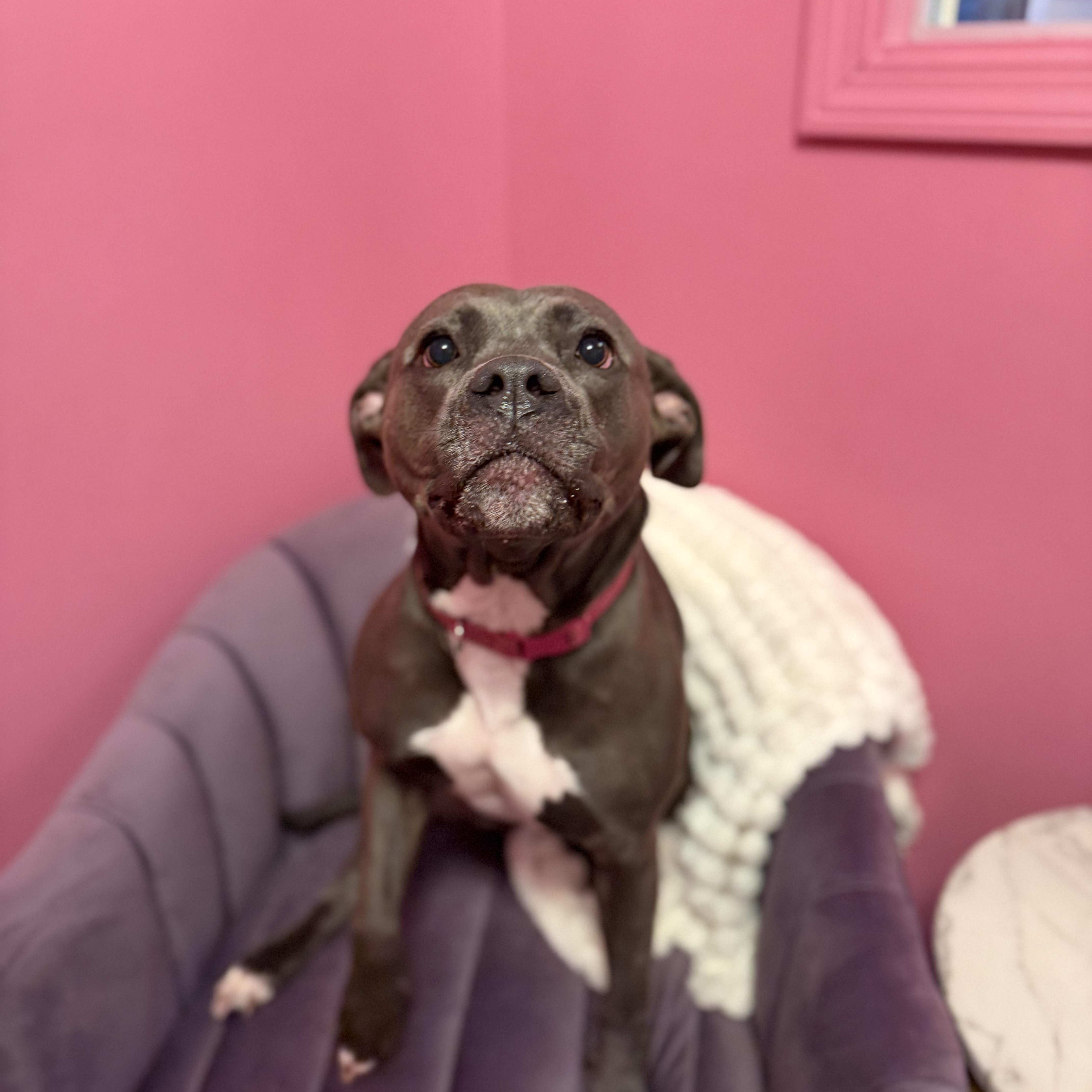 Enlarge Hope, a Adoptable mixed breed in Cumberland, RI image 4/6