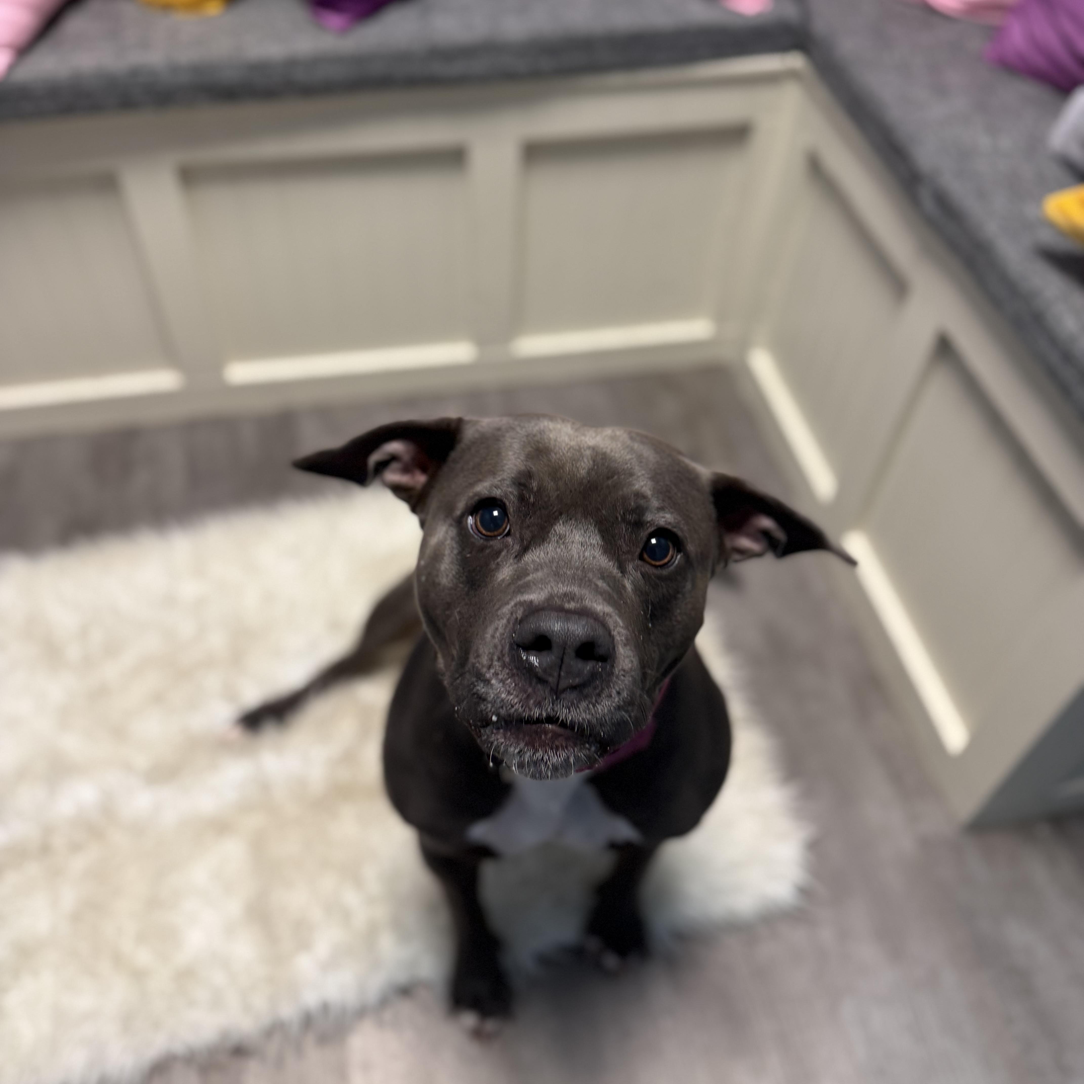 Enlarge Hope, a Adoptable mixed breed in Cumberland, RI image 2/6