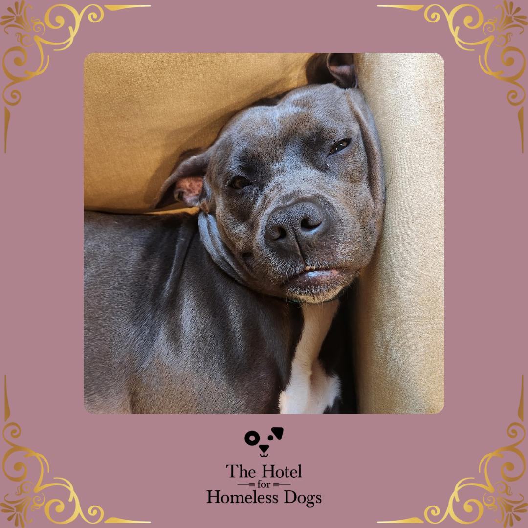 Hope, Adoptable, Adult Female American Staffordshire Terrier & Terrier.