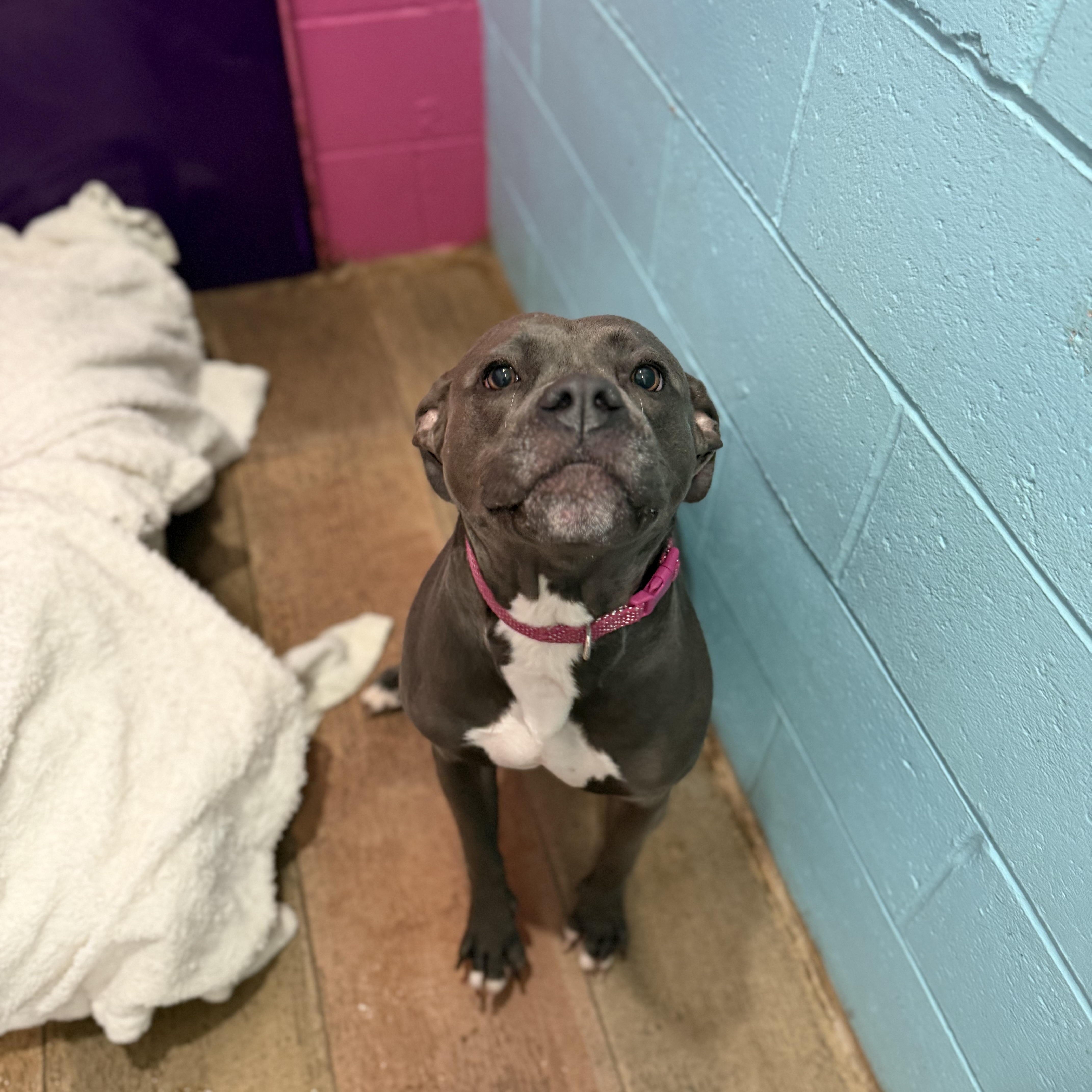 Enlarge Hope, a Adoptable mixed breed in Cumberland, RI image 6/6