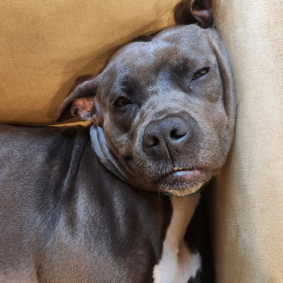 Hope, a Adoptable mixed breed in Cumberland, RI image 2/6