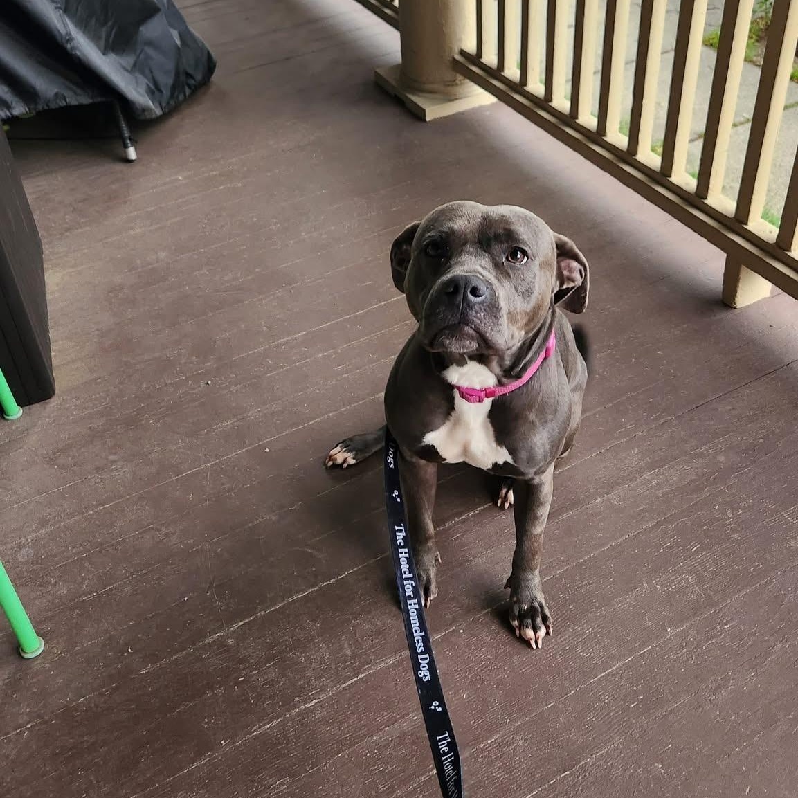 Hope, a Adoptable mixed breed in Cumberland, RI image 3/6
