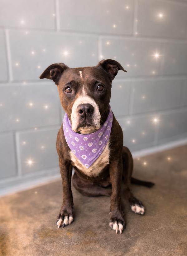 Bella, a Adoptable mixed breed in Lafayette, LA image 2/2