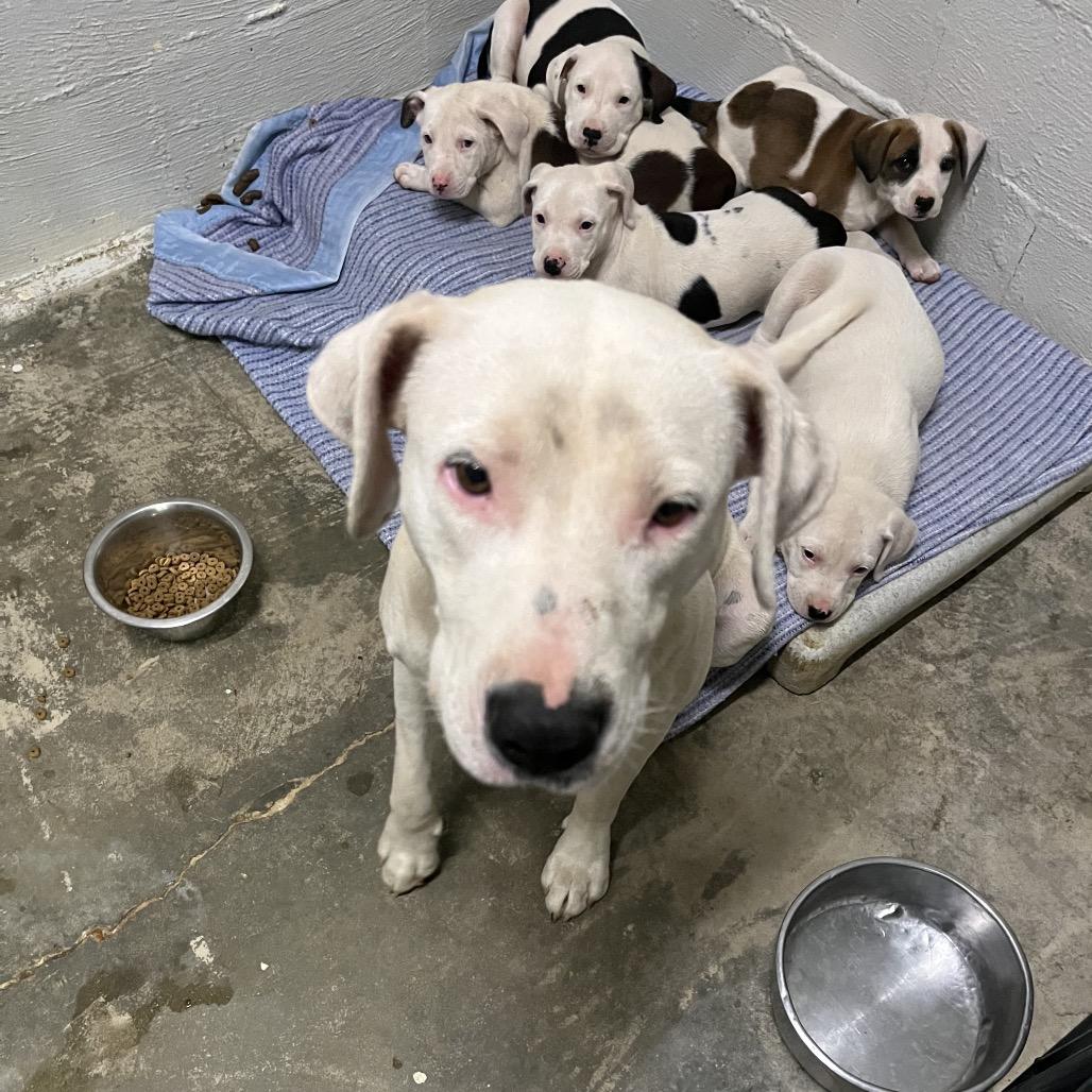 Casper, Adoptable, Puppy Female Labrador Retriever.