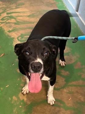 Halston 25, Adoptable, Adult Male Boxer.