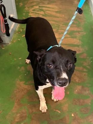 Enlarge Halston 25, a Adoptable mixed breed in Brookhaven, MS image 1/3