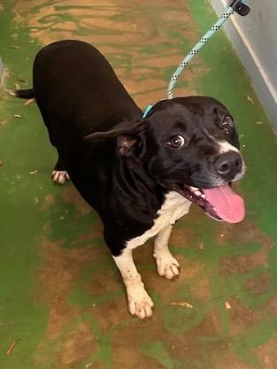 Enlarge Halston 25, a Adoptable mixed breed in Brookhaven, MS image 3/3