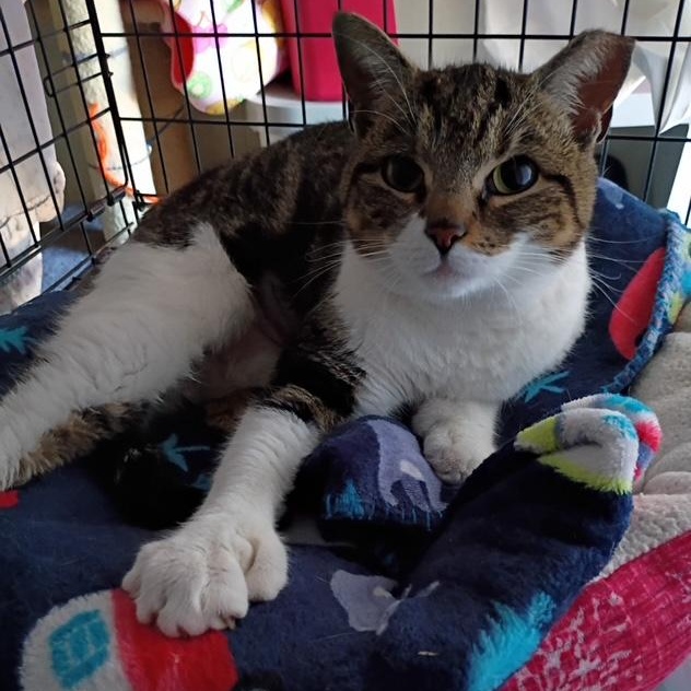 Enlarge Frederica, a ADOPTABLE Domestic Short Hair in west Warwick, RI image 2/2