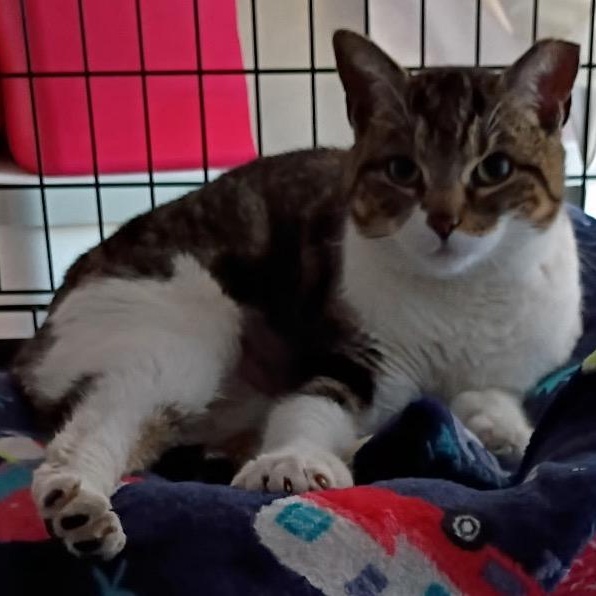 Frederica, ADOPTABLE, Adult Female Domestic Short Hair.