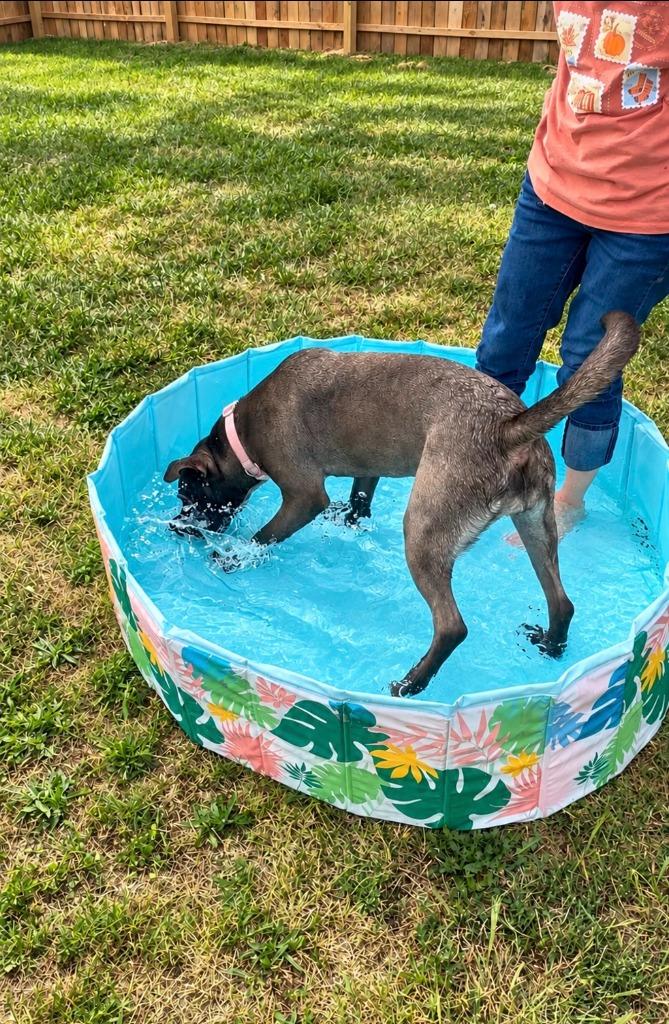 Enlarge Freya, a Adoptable mixed breed in Centralia, IL image 1/5